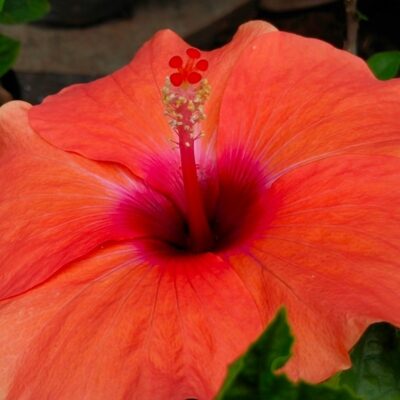 My Hibiscus Happy