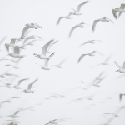Resilience for Freedom