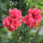 Vibrant pink hibiscus flowers blooming amidst green foliage in summer garden.