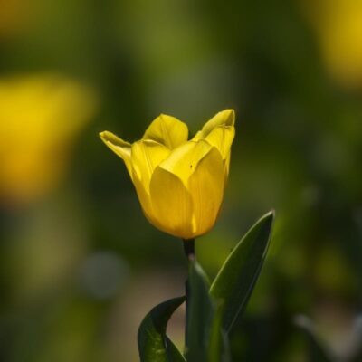 Flowers 1