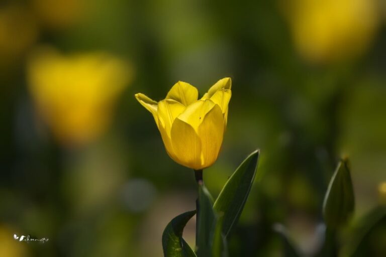 Flowers 1