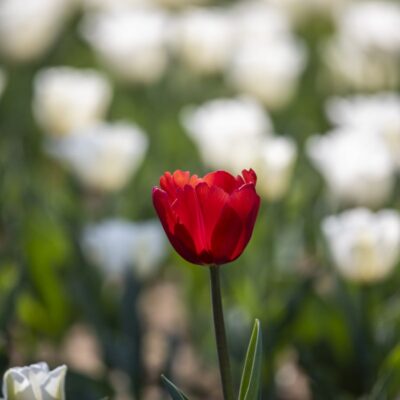 Flowers 2