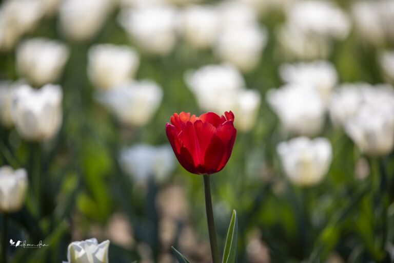 Flowers 2