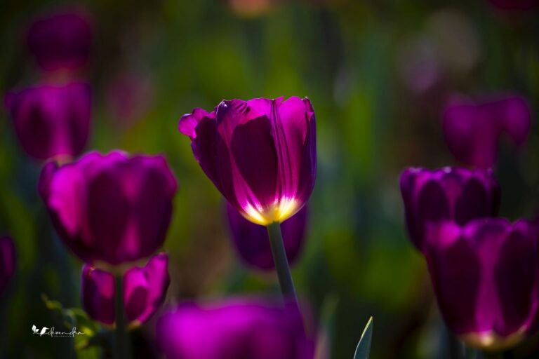 Flowers 3
