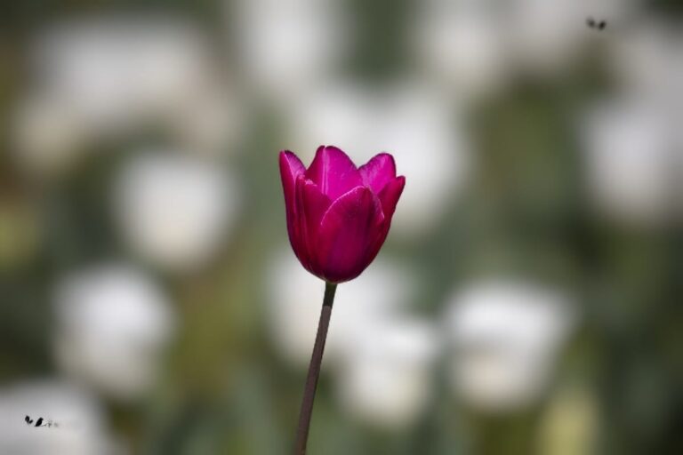 Flowers 4