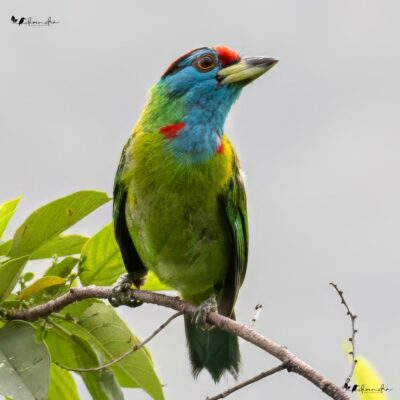Bird Watching 4