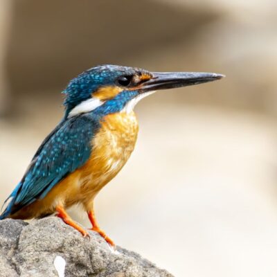 Bird Watching 3