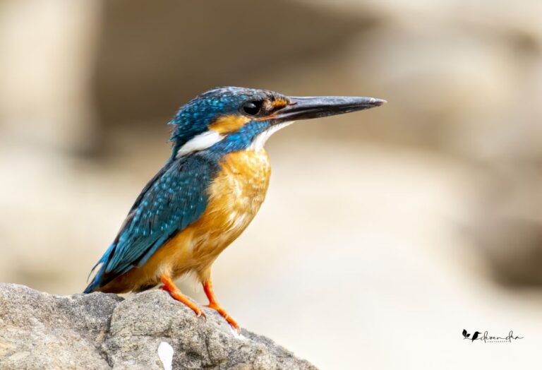 Bird Watching 3