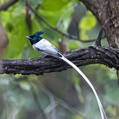 Bird Watching 1