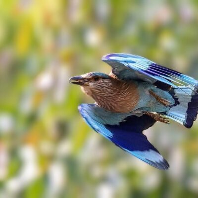 The Indian Roller