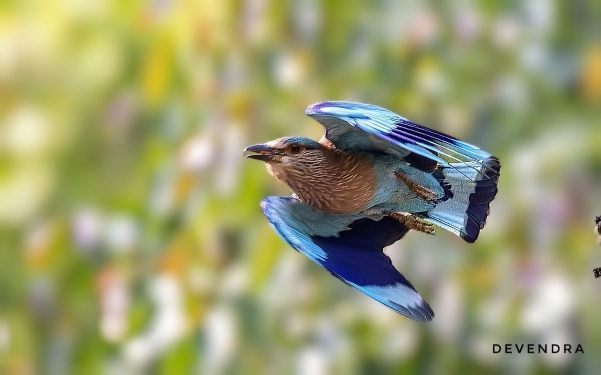 The Indian Roller