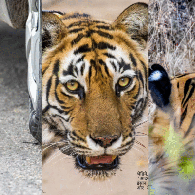 From the reserved forests