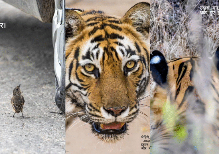 From the reserved forests