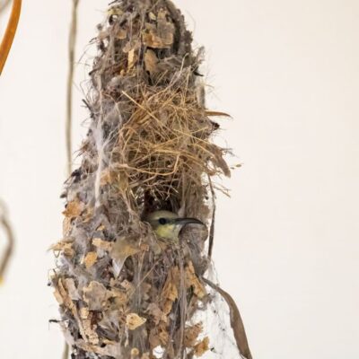 Purple Sunbird’s female incubating.
