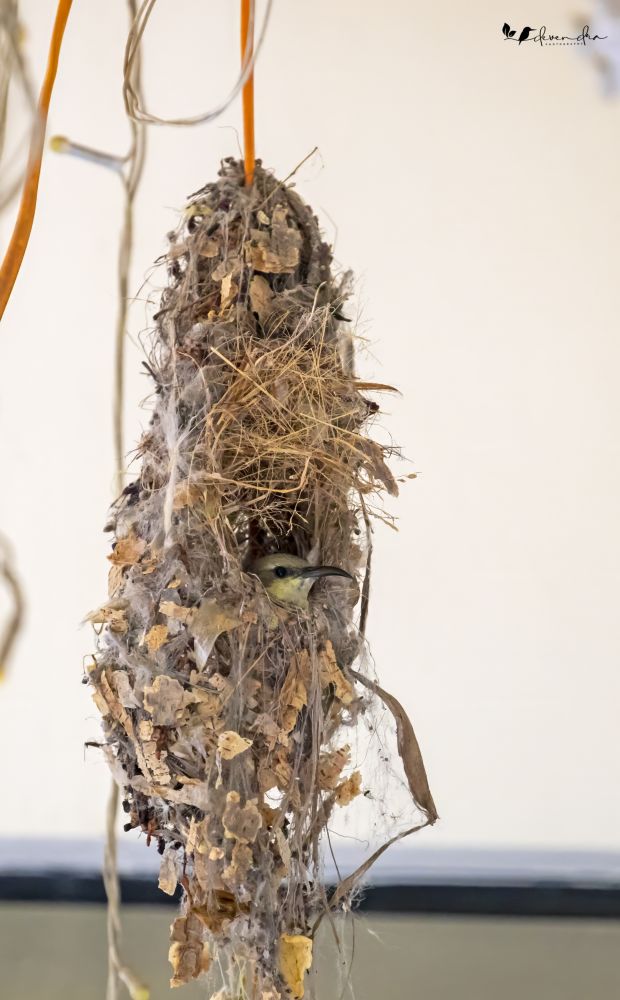 Purple Sunbird’s female incubating.