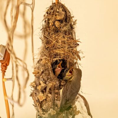 Female is feeding the young ones. First batch.