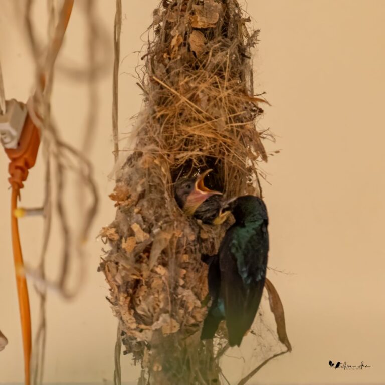 Male is feeding the chicks, first batch.