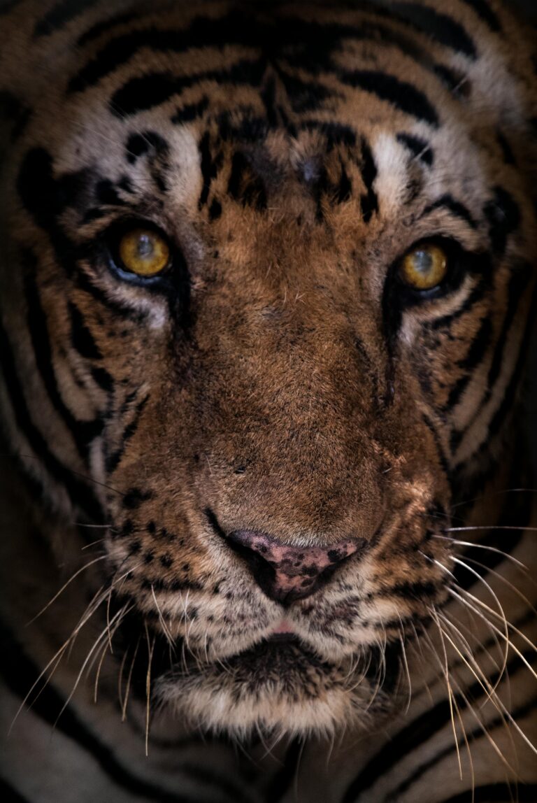 Tiger Eyes